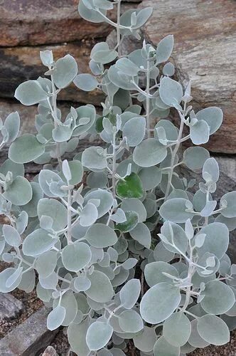 Растение с серебристыми листьями фото Kalanchoe bracteata Native garden, Landscaping plants, Planting succulents