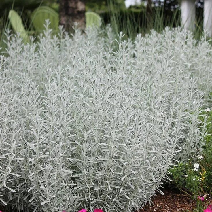 Растение с серебристыми листьями фото The 12 Best Silver Plants for Your Yard Silver plant, Edging plants, Moon garden