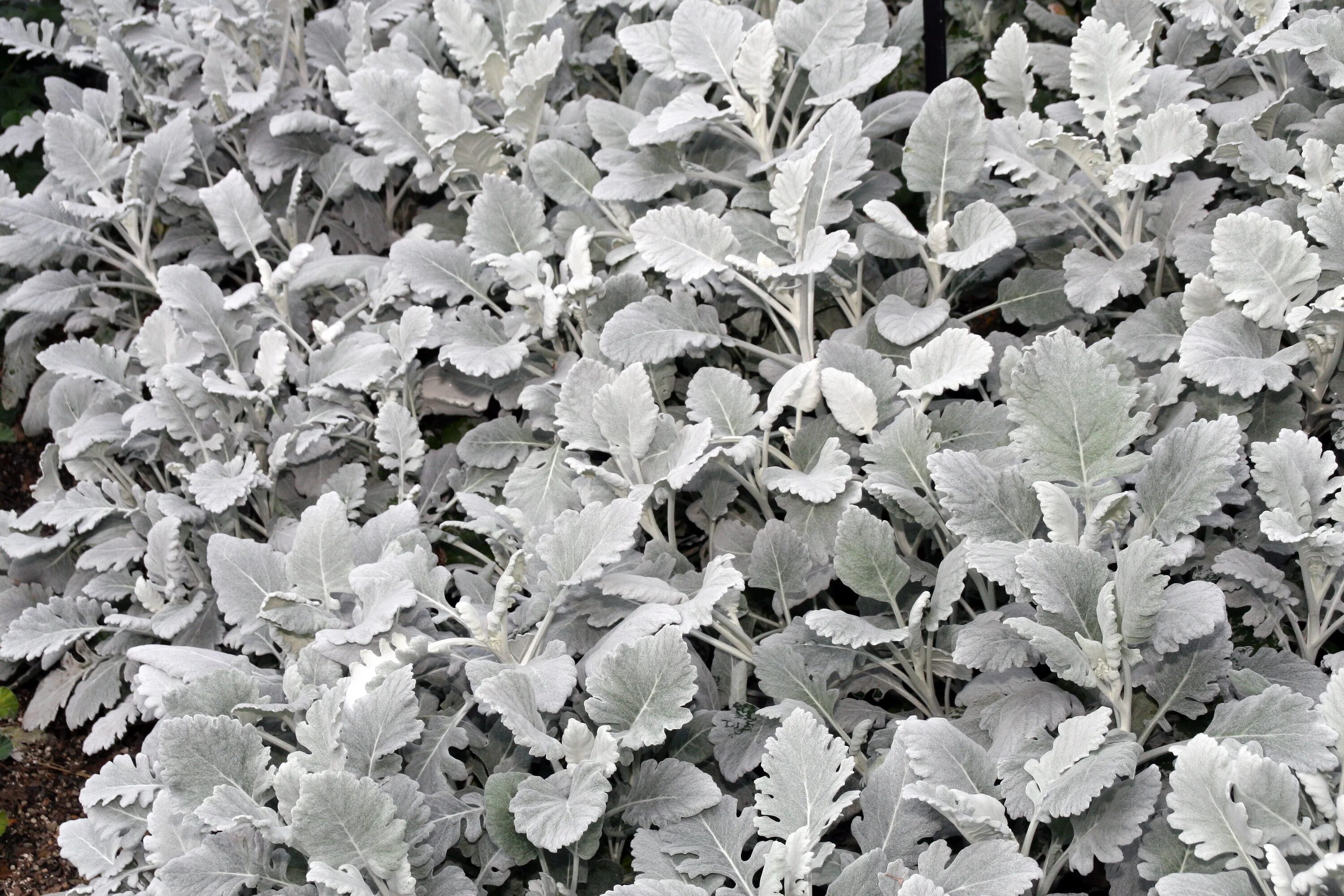 Растение с серебристыми листьями фото File:Senecio cineraria Cirrus 4zz.jpg - Wikimedia Commons