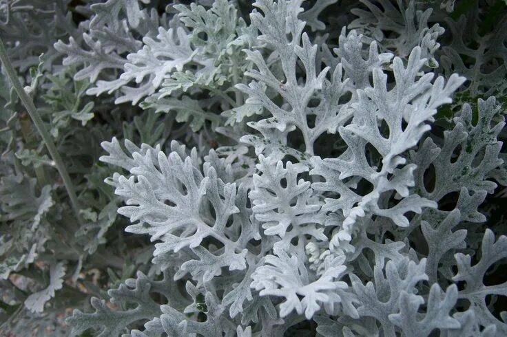 Растение с серебристыми листьями фото 7 plantes pour mon jardin d'hiver. Dusty miller, Jardins, Jardin sec