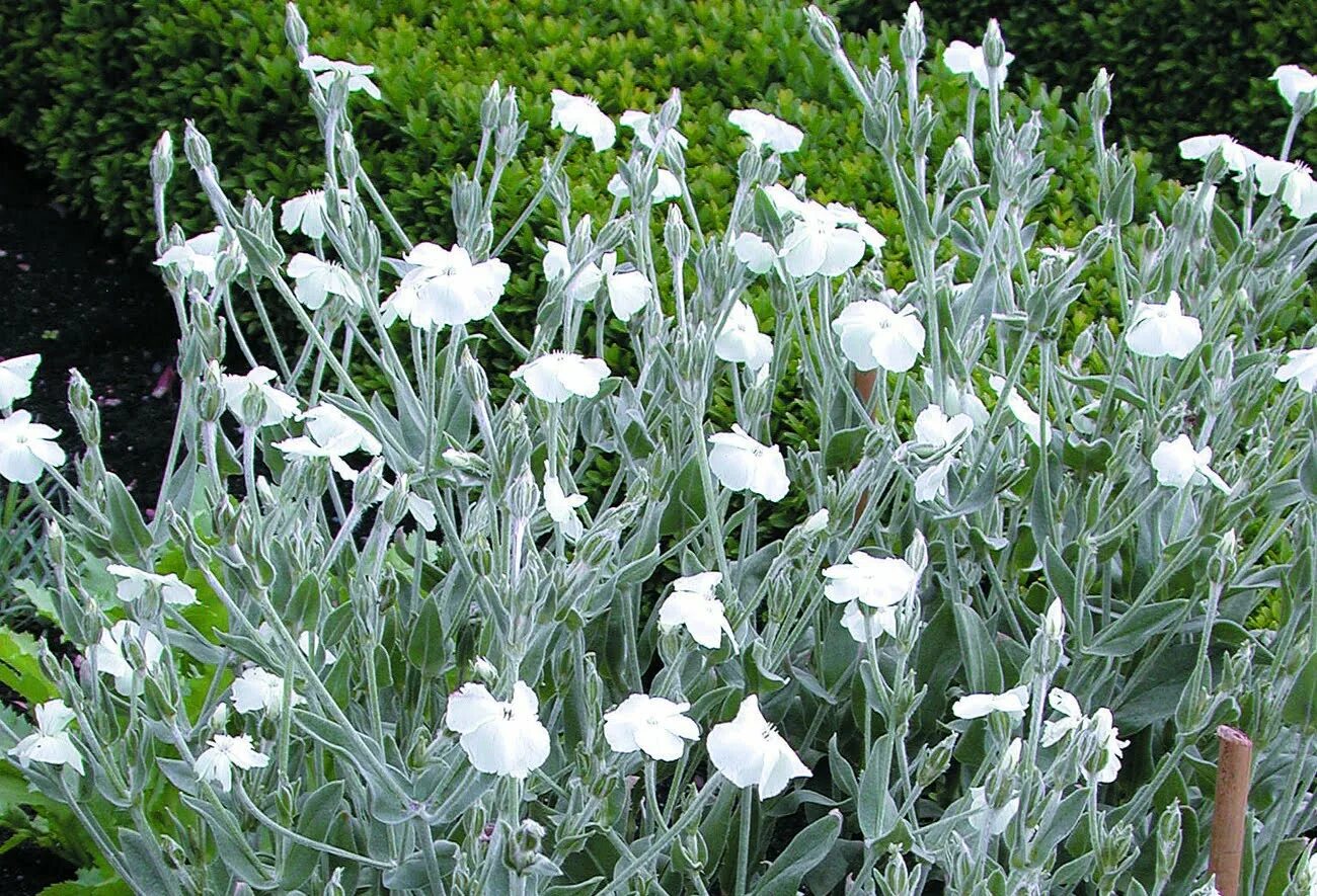 Растение с серебристыми листьями фото Purpurklätt Lychnis coronaria 'Alba' Sveriges Trädgårdsmästare