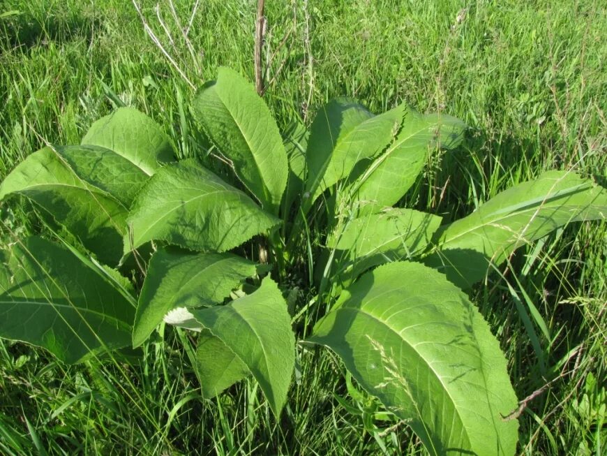 Растение с широкими листьями фото Inula helenium - Image of an specimen - Plantarium