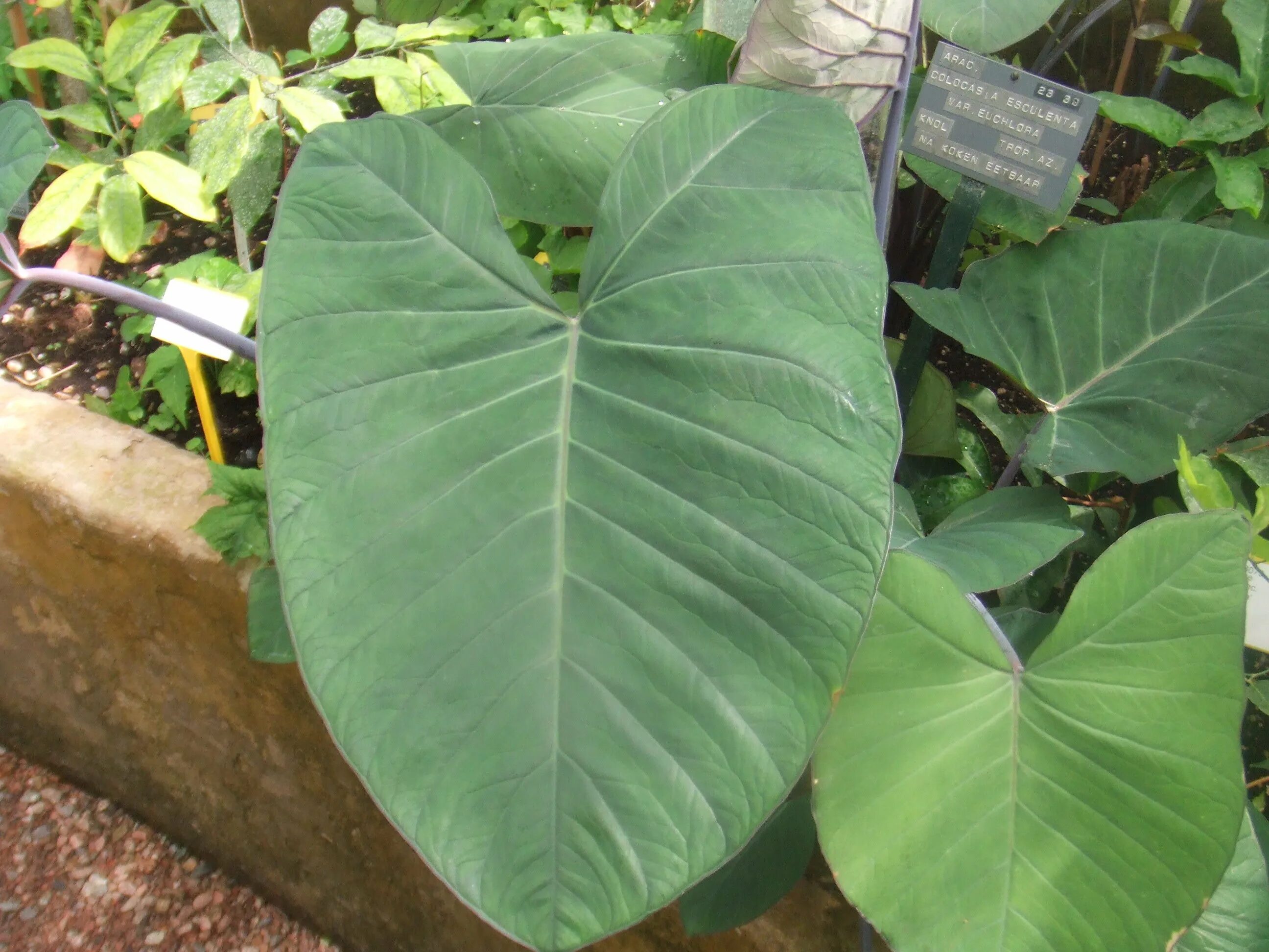 Растение с широкими листьями фото File:Colocasia esculenta.jpg - Wikimedia Commons