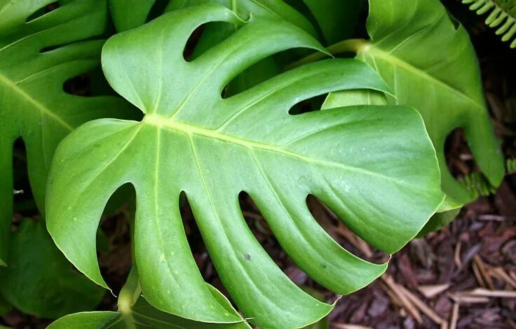 Растение с широкими листьями фото Plant Spotlight: Monstera deliciosa Houseplants low light, Low light house plant