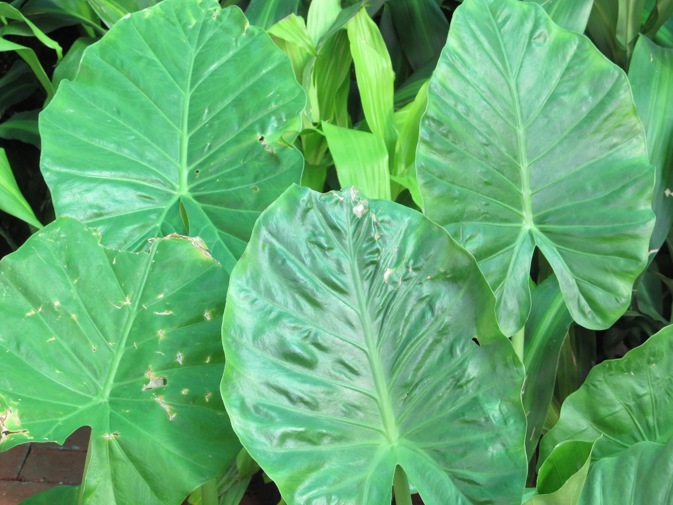 Растение с широкими листьями фото Leaves elephant ears free image download