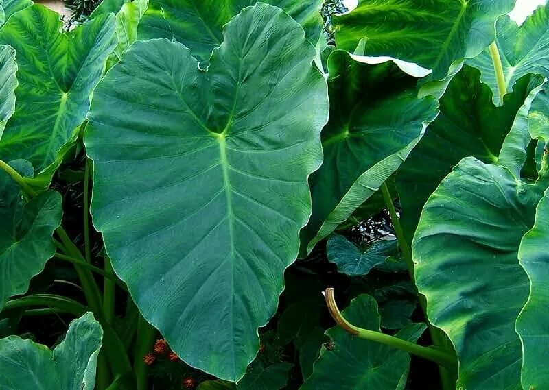 Растение с широкими листьями фото Amazon.com: Black Magic Elephant Ear Bulbs