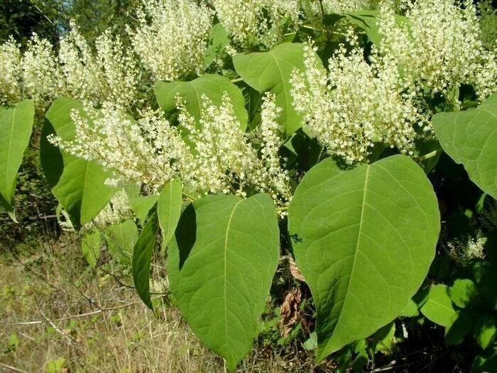 Растение с широкими листьями фото Горец.волжанка.купена.астра мелкоцветковая. - купить в Котельниче, цена 50 руб.,