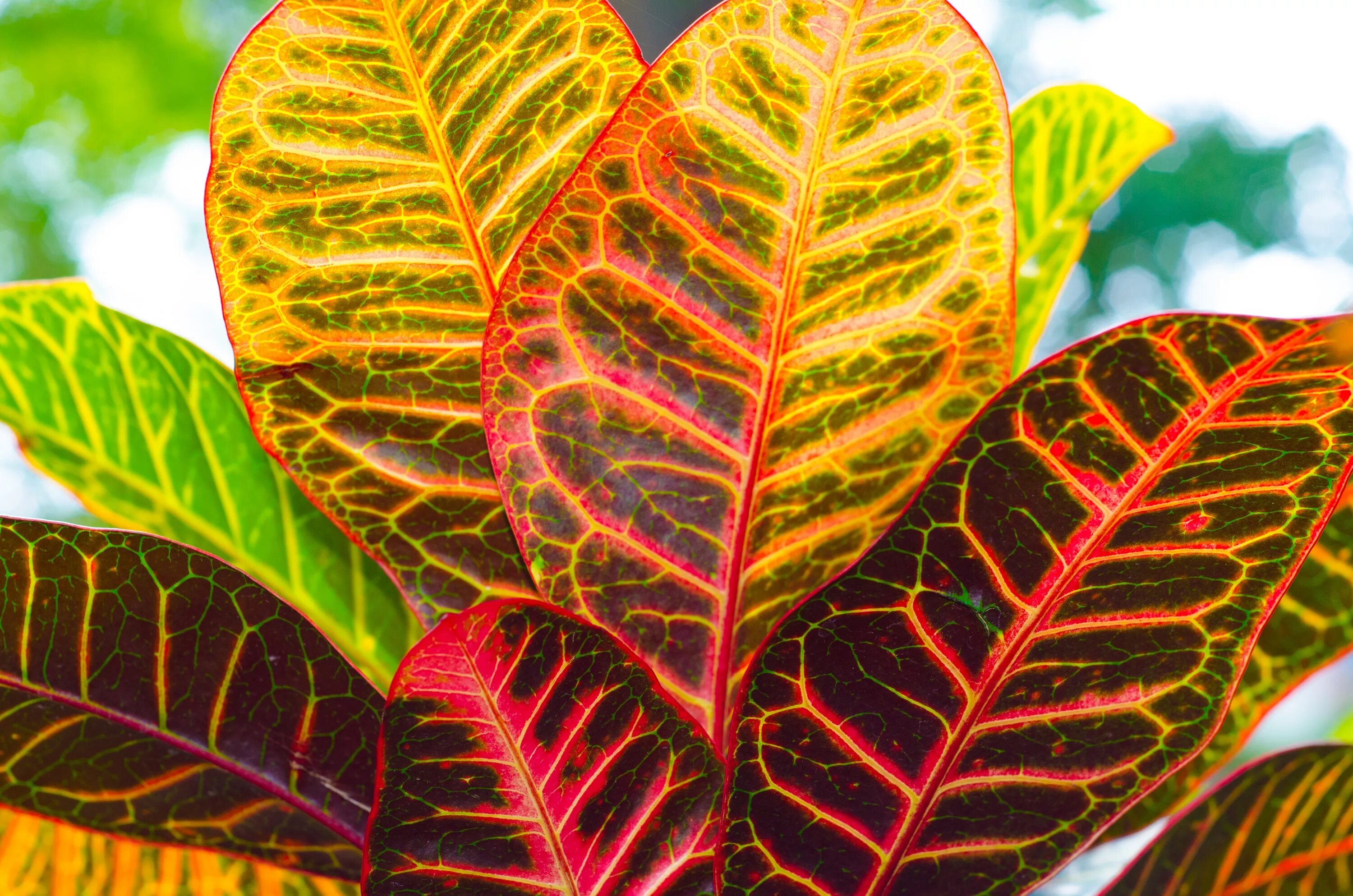 Растение с цветными листьями фото Free Images : tree, nature, branch, leaf, flower, green, red, produce, autumn, b