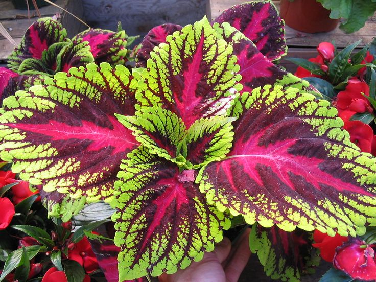 Растение с цветными листьями фото Pin by Lori Reznick on Coleus Plants Plants, Flowers, Coleus forskohlii