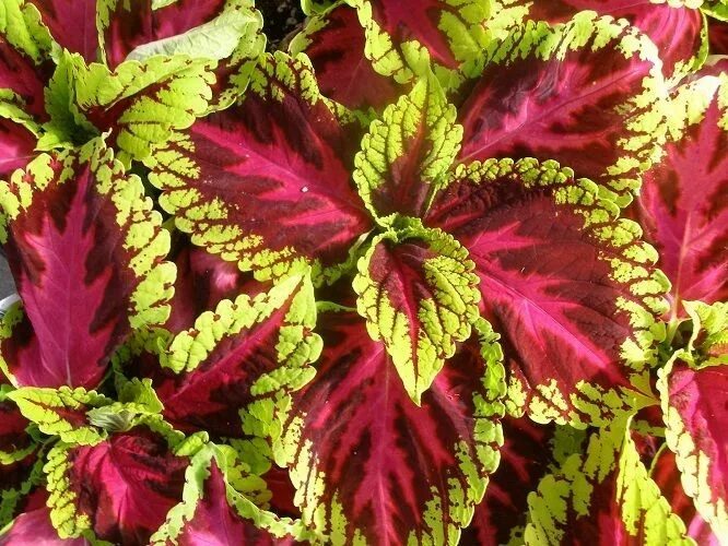 Растение с цветными листьями фото Coleus Seeds Kong Rose Giant Coleus 25 Pelleted Seeds BULK SEEDS #coleusseeds (W