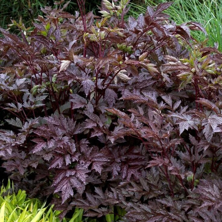 Растение с темными листьями фото Actaea 'Black Negligee' Perennials, Heuchera, Outdoor plants