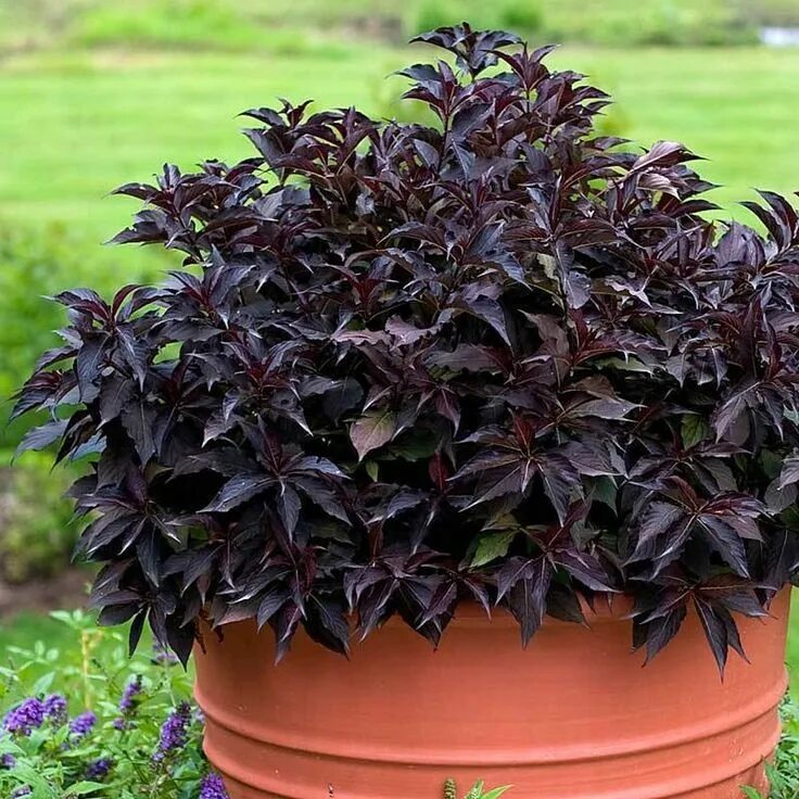 Растение с темными листьями фото Spilled Wine ® Weigela Great Garden Plants Spilled wine, Plants, Deer resistant 