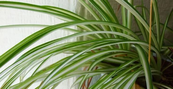 Растение с узкими длинными листьями фото Top Tips for Taking Care of your Spider Plant Life's Dirty. Clean Easy. Types of