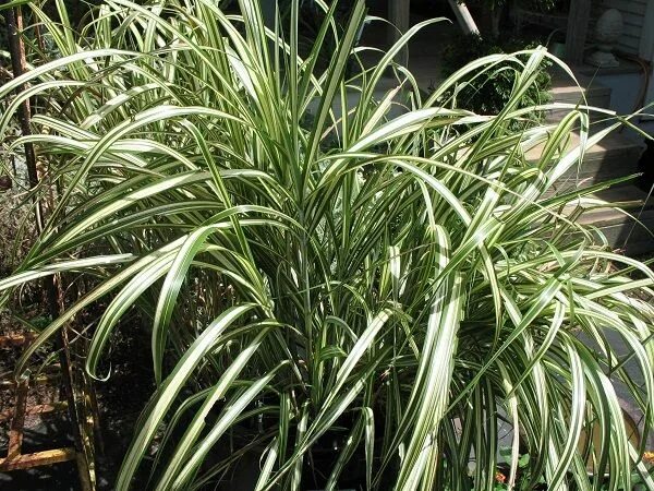 Растение с узкими длинными листьями фото 25 Cold Hardy Tropical Plants to Create a Tropical Garden in Cold Climate Tropic