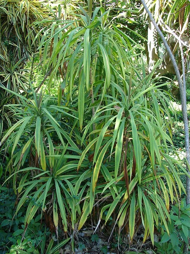 Растение с узкими листьями фото File:Starr 071024-0139 Cordyline stricta.jpg - Wikimedia Commons