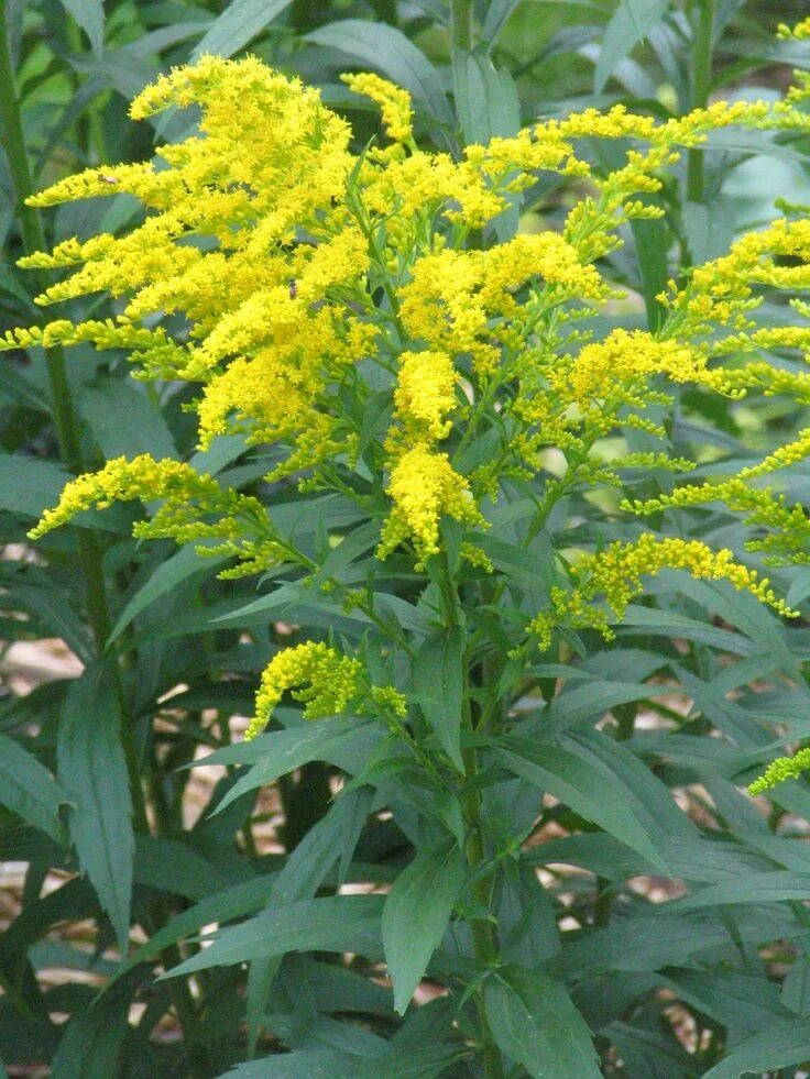 Растение с желтыми цветами фото и названия The Goldenrod was named the state flower of the U.S. state of Kentucky in 1926 -