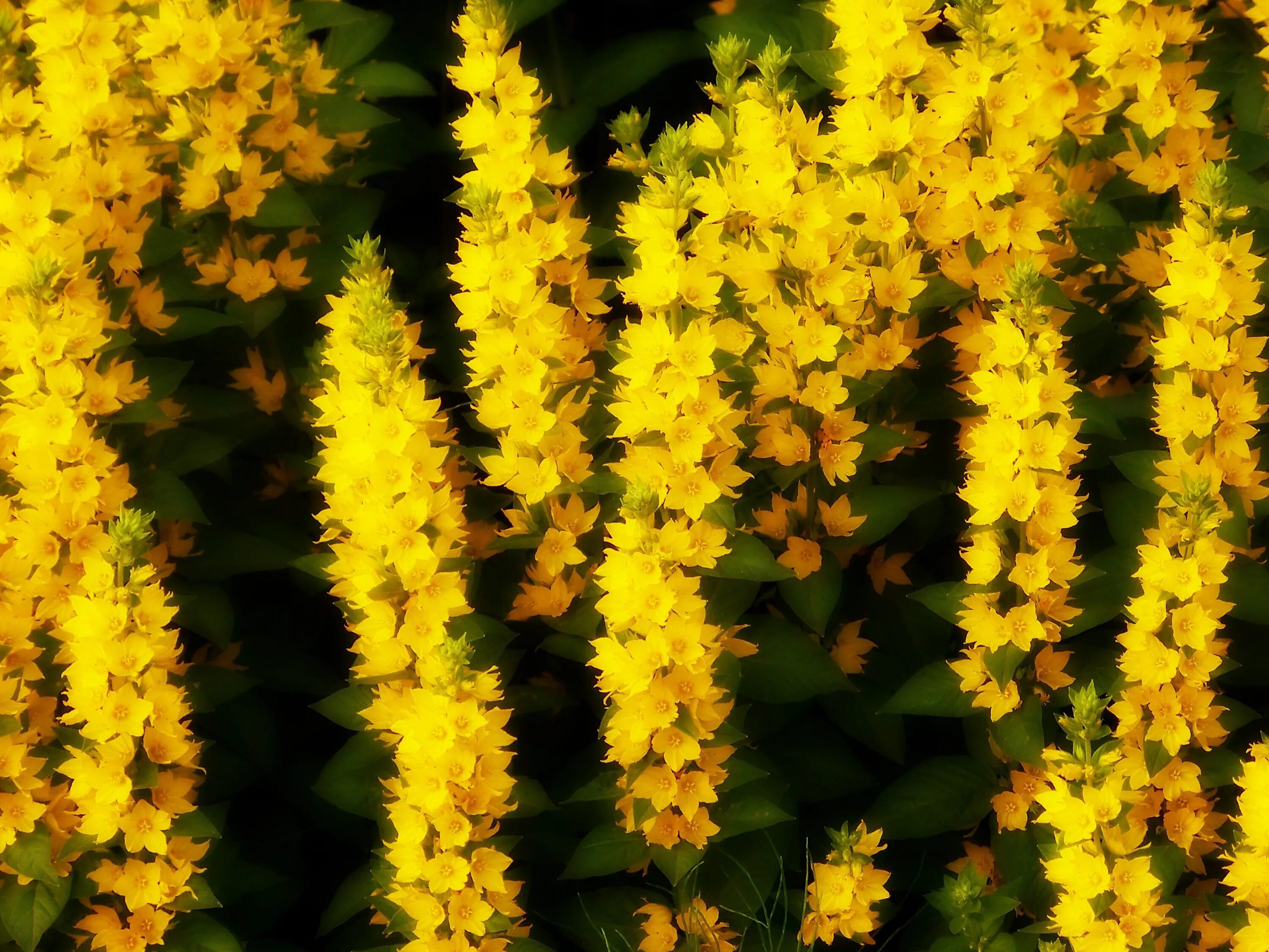 Растение с желтыми цветами фото и названия Brush small yellow flowers Desktop wallpapers 1152x864