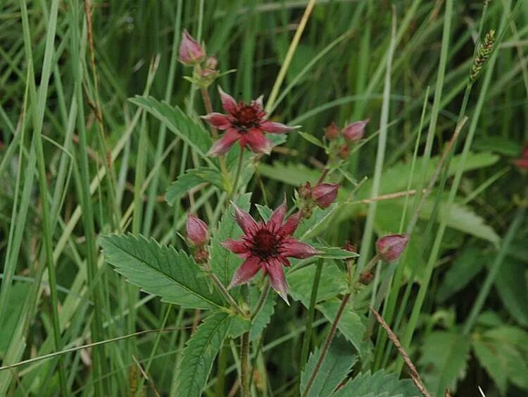 Растение сабельник фото как выглядит Cinquefoglia delle paludi - 200715 - common name - potentilla palustris