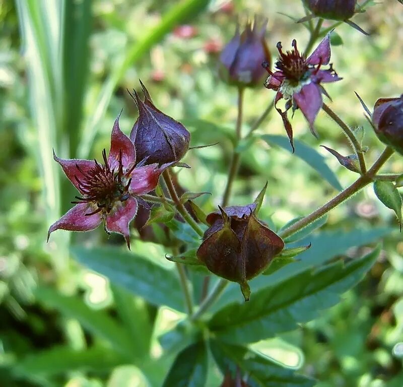 Растение сабельник фото как выглядит Comarum palustre - Image of an specimen - Plantarium