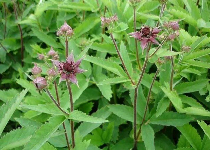 Растение сабельник фото как выглядит Сабельник болотный Plants, Botanical, Native north americans