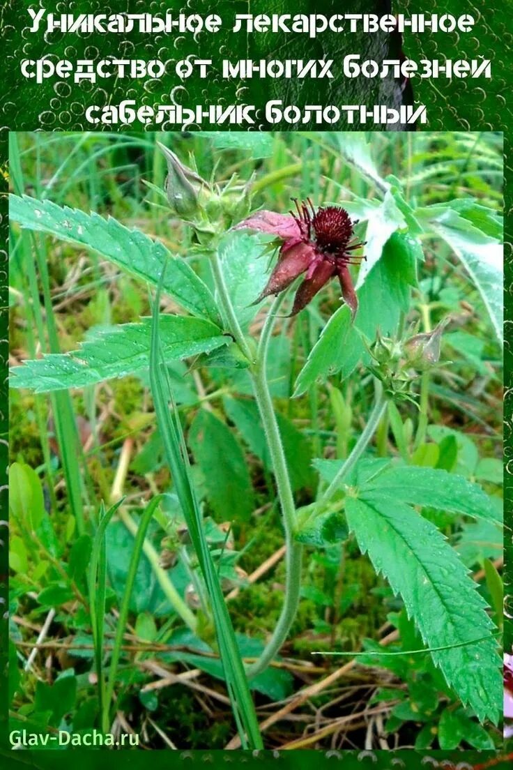 Растение сабельник фото как выглядит сабельник болотный Plants, Garden