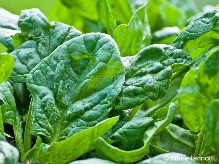 Растение шпинат как выглядит How to Grow Spinach Fall garden vegetables, Growing spinach, Home vegetable gard