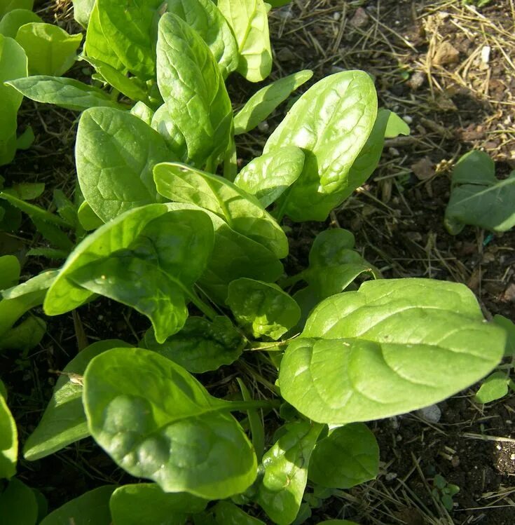 Растение шпинат как выглядит Harvesting Baby Leaf Spinach (Catalina) - Eat Like No One Else How to harvest sp