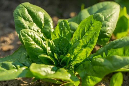 Растение шпинат как выглядит Spinach Growing Изображения: просматривайте стоковые фотографии, векторные изобр