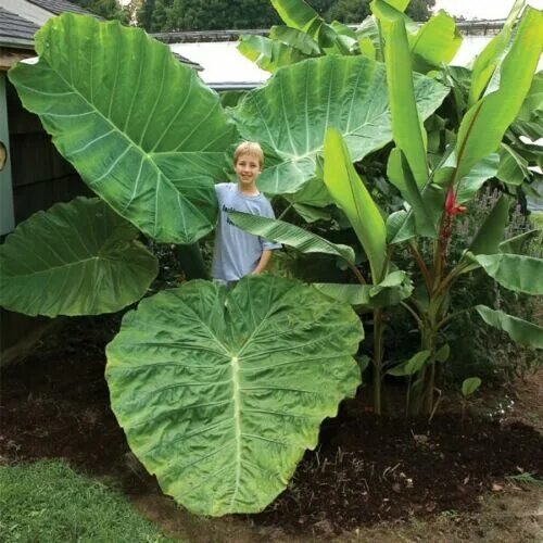 Растение слоновое ухо фото THAILAND GIANT** Elephant Ear Colocasia Esculenta Starter Plant**USA Seller** eB