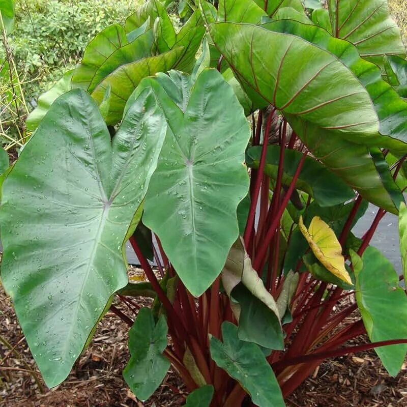 Растение слоновое ухо фото Amazon.com: Elephant Ear Plant Bulbs