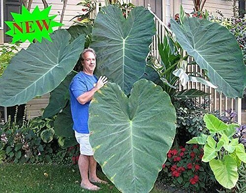 Растение слоновое ухо фото Elephant Ears Plant: How To Grow The Colocasia Container garden design, Elephant