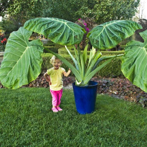 Растение слоновое ухо фото Colocasia gigantea 'Thailand Giant' Walters Gardens, Inc.