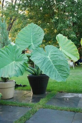 Растение слоновое ухо фото 3 Bulbs For Large size Colocasia Esculenta Elephant ear Eddoe Bulbs Garden Plant