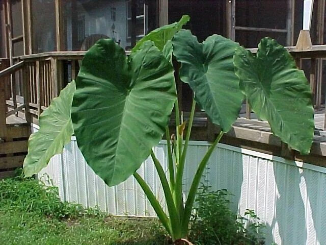 Растение слоновое ухо фото San Diego Landscapes: Elephant's Ears (Taro)