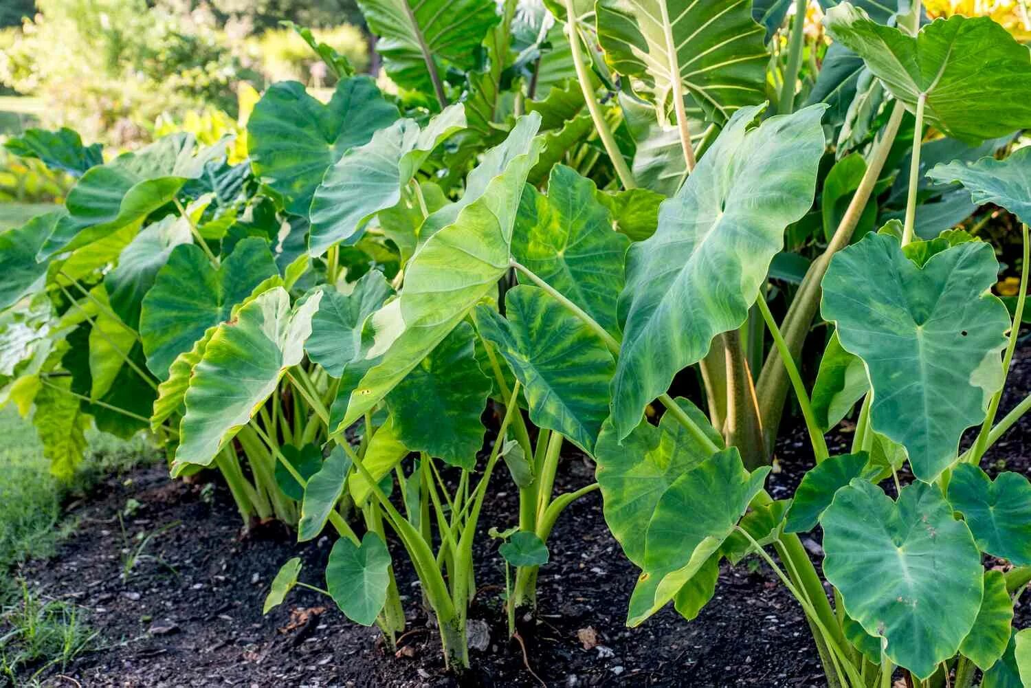 Растение слоновое ухо фото How to Grow and Care for Elephant Ear Plants