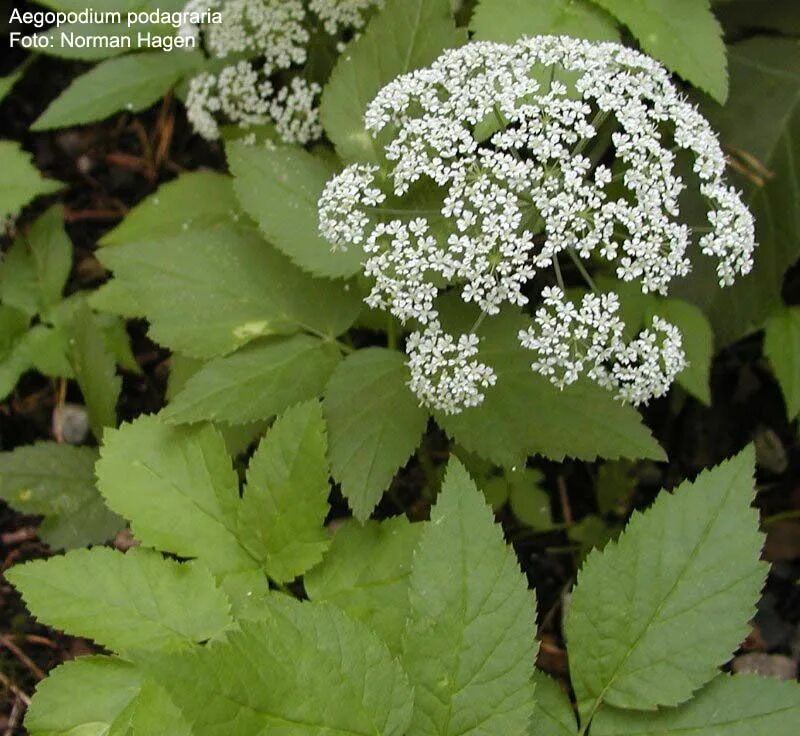 Растение сныть фото и описание как выглядит Aegopodium podagraria - Goutweed Plants, Herbs