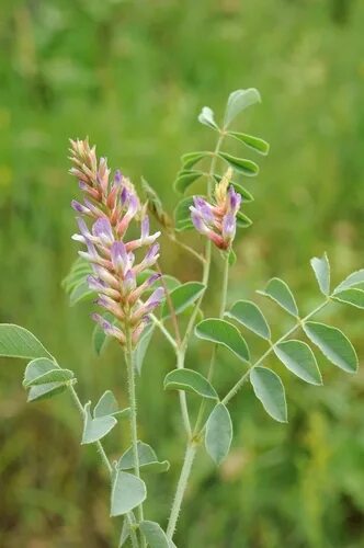 Растение солодка как выглядит фото и описание Glycyrrhiza aspera - iNaturalist