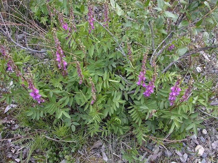 Растение солодка как выглядит фото и описание Licorice Root Hedysarum alpinum - whole plant - McIntyre Mountain Road, Yukon - 