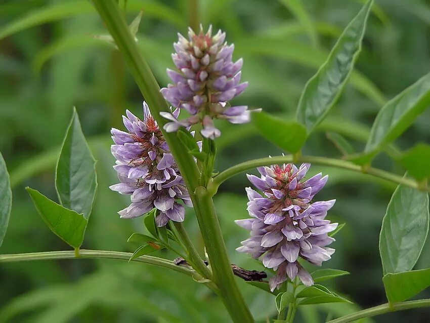 Растение солодка как выглядит фото и описание Glycyrrhiza pallidiflora - NCBI - NLM