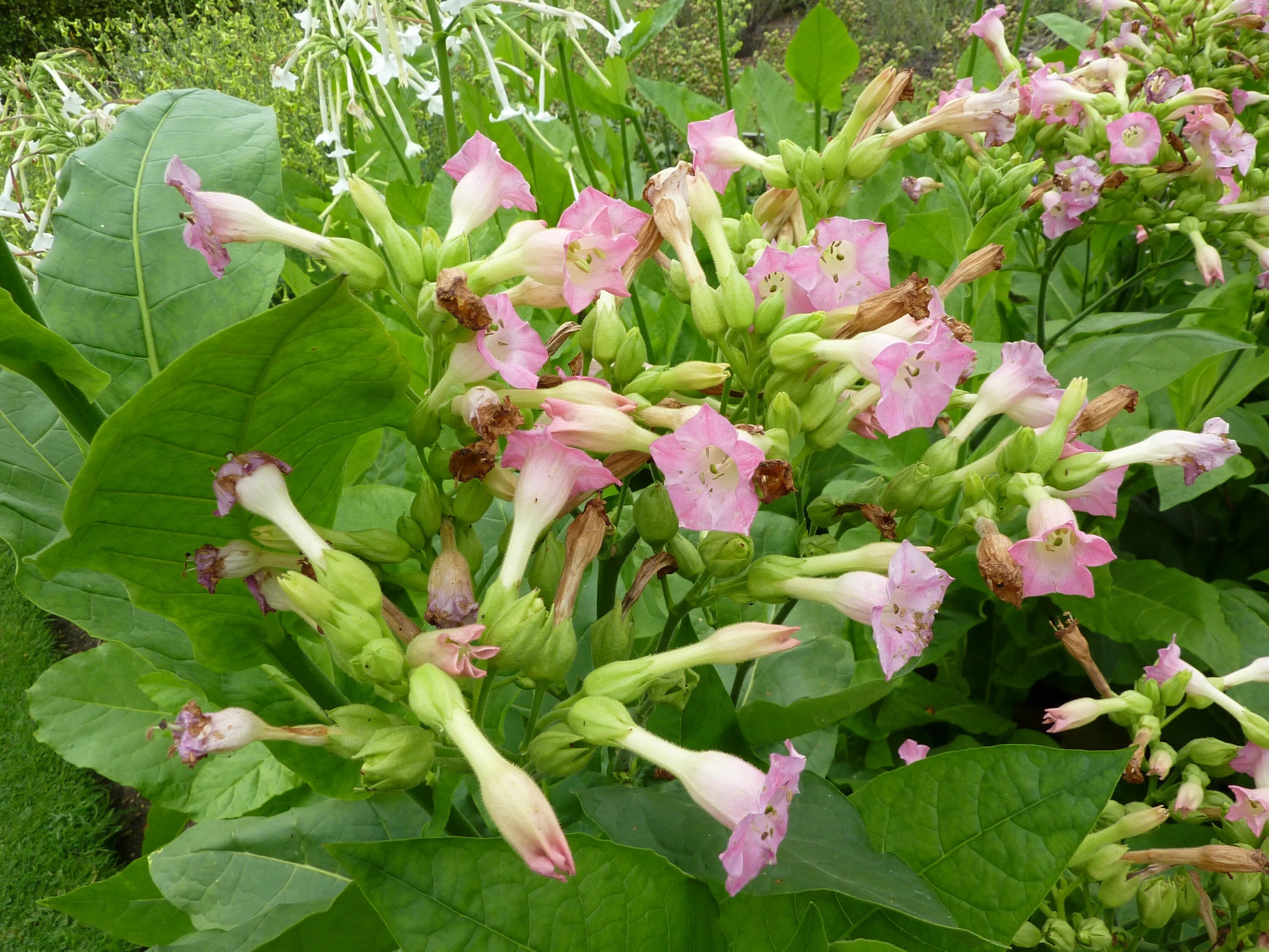 Растение табак фото как выглядит цветок File:P1000484 Nicotiana tabacum (tobacco) (Solanaceae) Flower.JPG - Wikimedia Co