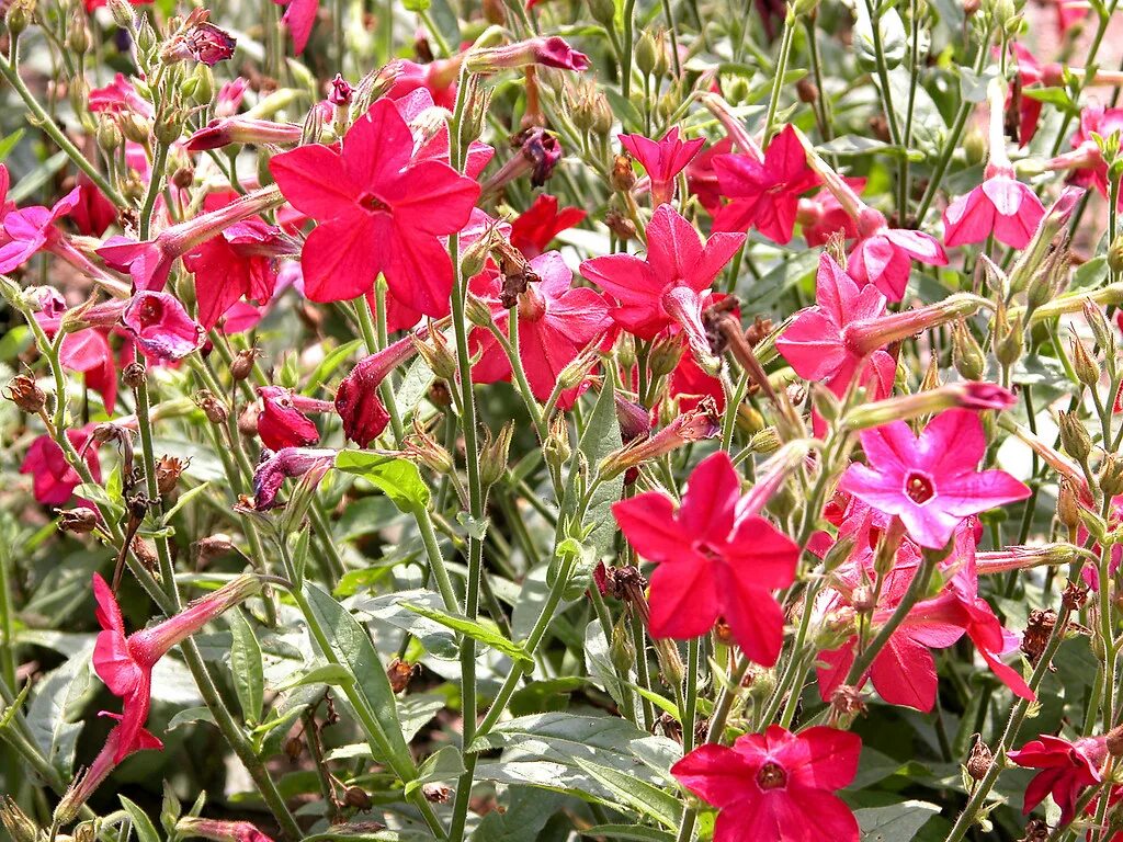 Растение табак фото как выглядит цветок Nicotiana alata flowering tobacco Carl Lewis Flickr