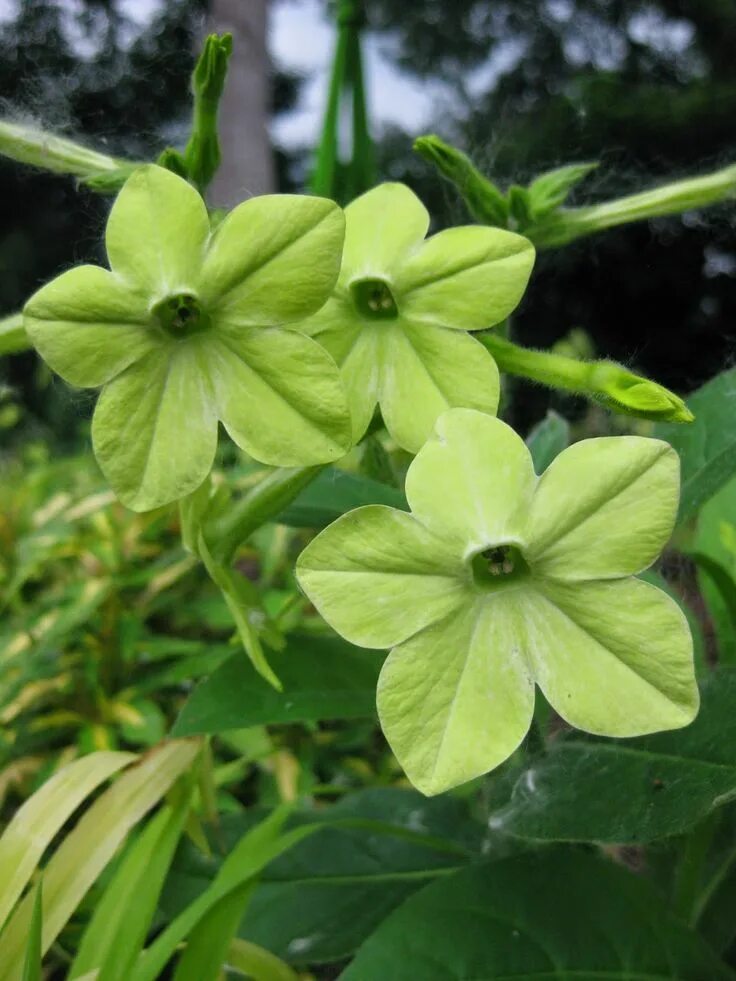 Растение табак фото как выглядит цветок Nifty Nicotiana Rotary Botanical Gardens Spring plants, Garden, Botanical garden