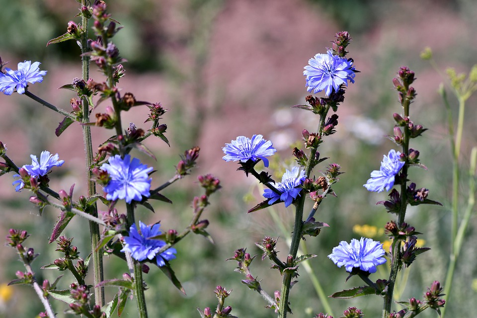 Растение цикорий фото и описание как выглядит Free Image on Pixabay - Flowers, The Wild Chicory,, Blue Flower photos, Flowers,