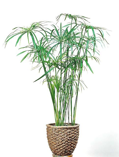 Растение циперус фото уход в домашних Cyperus alternifolius Best indoor plants, Plant decor indoor, Low light house pl