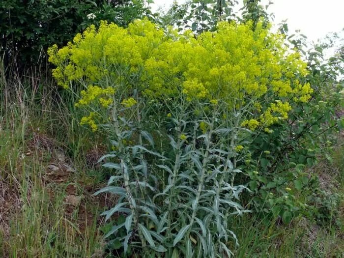 Растение усьма как выглядит фото и описание Isatis tinctoria Trees to plant, Plants, Perennials