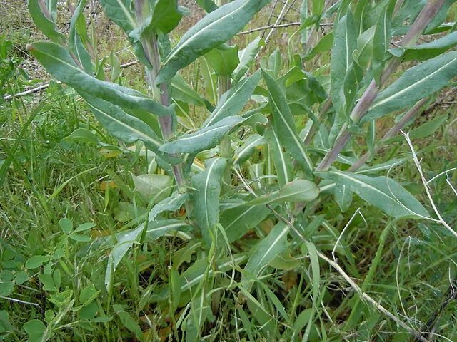 Растение усьма как выглядит фото и описание Fichier:Isatis tinctoria (6124894886).jpg - Wikipédia