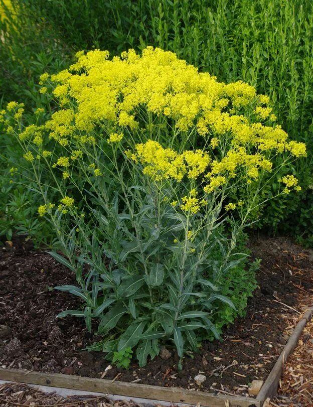 Растение усьма как выглядит фото и описание Pastel des teinturiers - Isatis Tinctoria Plants, Organic plants, Free plants