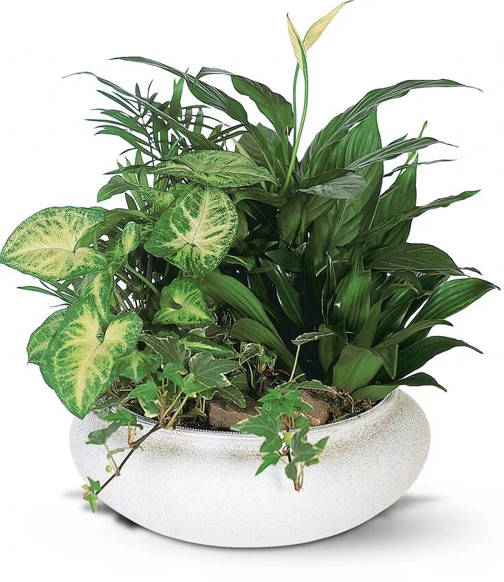 Растение в горшке фото Make Your House Greener with Indoor Plants Teleflora Dish garden, Green plants, 