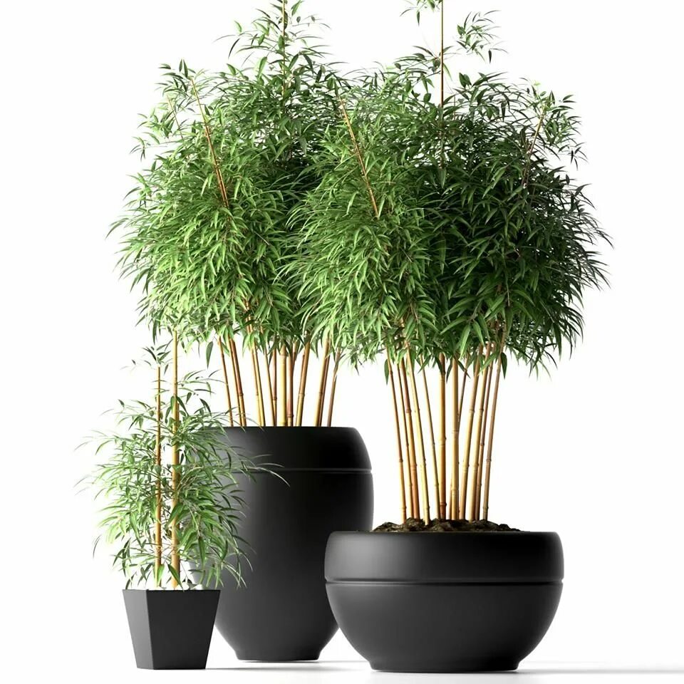 Растение в горшке фото 11. Plants Free Sketchup Model Planta de decoração interior, Como plantar bambu,