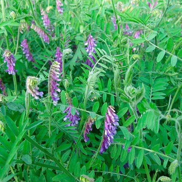 Растение вика фото как выглядит Вика мохнатая (Vicia villosa) - Пестициды.by - средства защиты растений